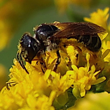 Andrean Mining Bee