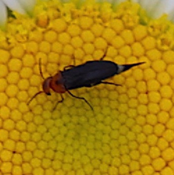 Red Headed Tumbling Flower Beetle