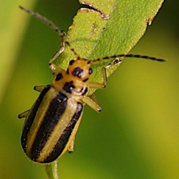 Gooldenrod Leaf