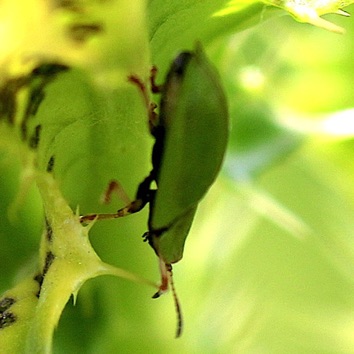 Green Thistle Tortoise Beetle (Alien)