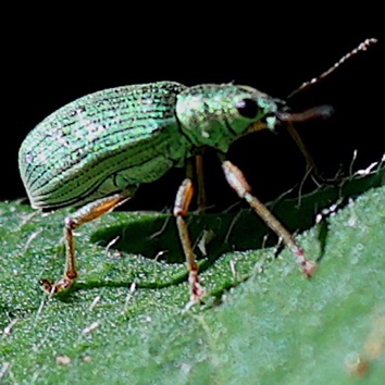 Green Immigrant Leaf Weevil