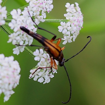 Flower Longhorn