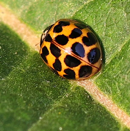 Multicolored Asian Ladybird