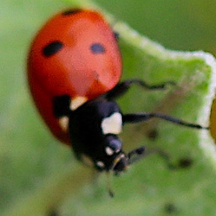 Seven-spotted Ladybird