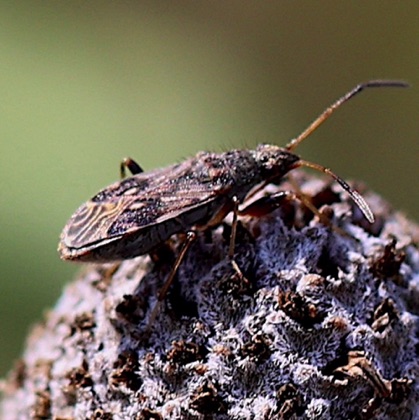 Broad-headed Bug