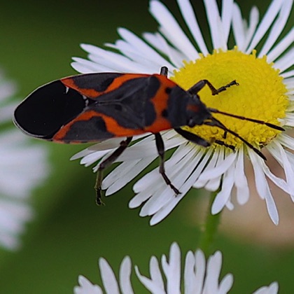 Small Milkweed Bug