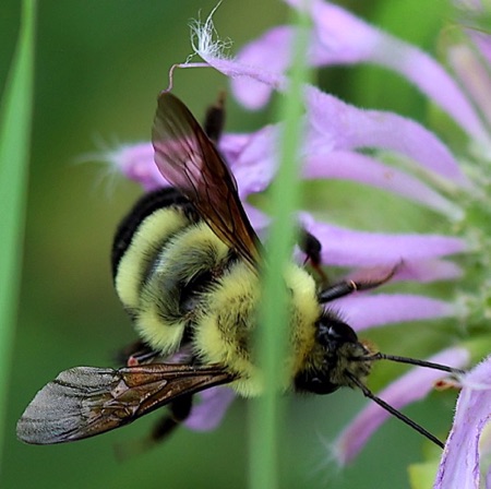 Two Spotted Bumble Bee