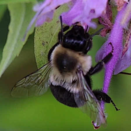 Common Eastern Bumble Bee