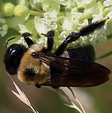 Large Carpenter Bee