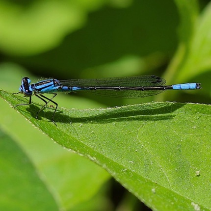 Azure Bluet