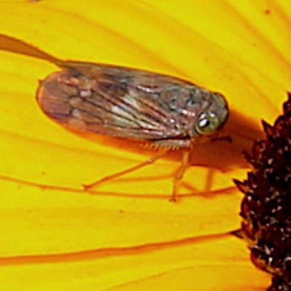 Leafhopper