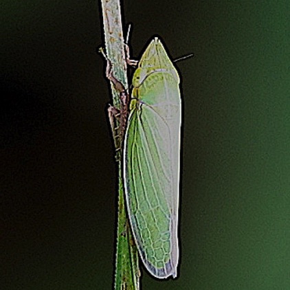 Green Leafhopper