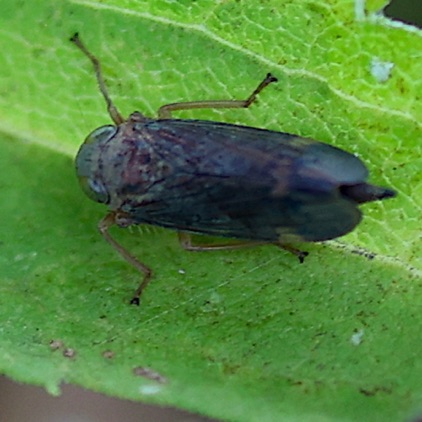 Unknown Leafhopper