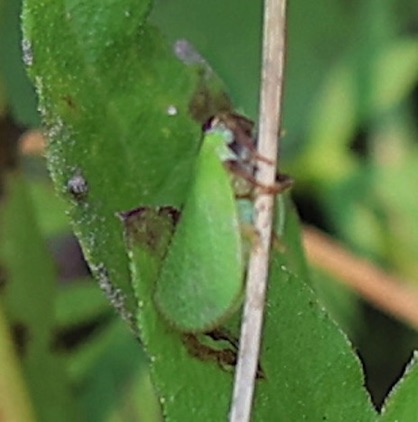 Leafhopper