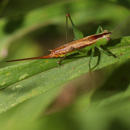 Short-winged Meadow Katydid