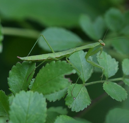 Praying Mantis
(young Chinese)