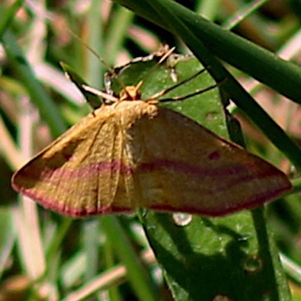 Chickweed Geometer