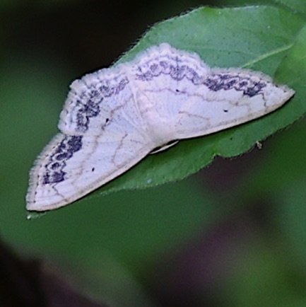 Large Lace-border Moth