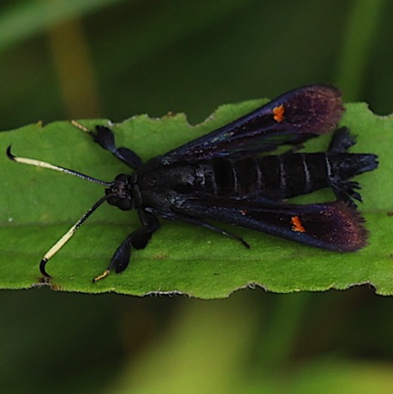 Virginia Creeper Clearwing