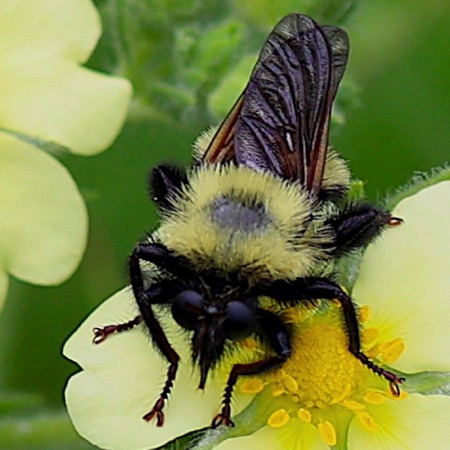 Bee-like Robber Fly