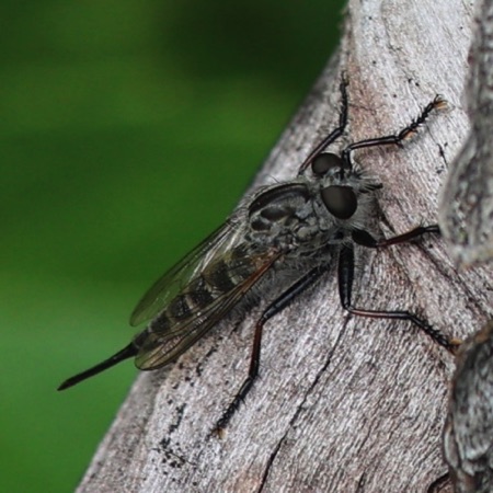 Robber Fly