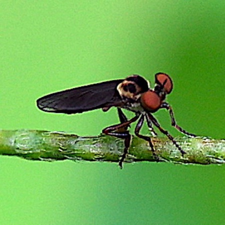 Gant Ogres Robber Fly (very small)