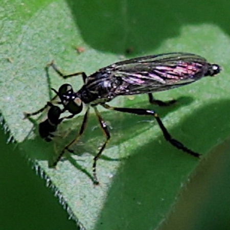 Robber Fly feeding