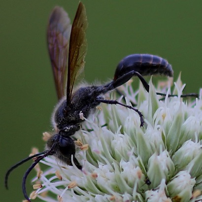 Grass-carrying Wasp