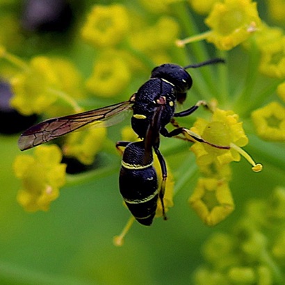 White-bordered Mason Wasp