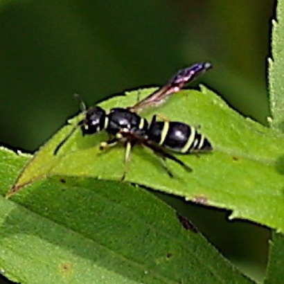 Potter Wasp