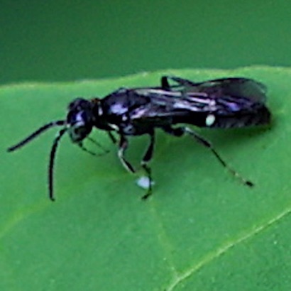 Spider Wasp