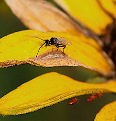 Very small wasp?