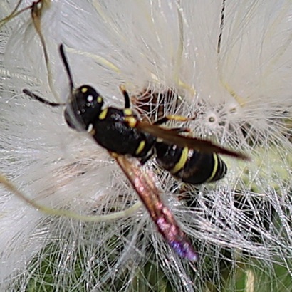 Potter Wasp